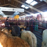 Mercado regional de ganados
